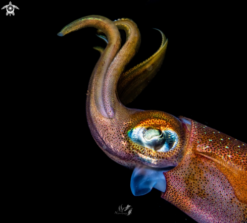 A Squid  | SQUID 