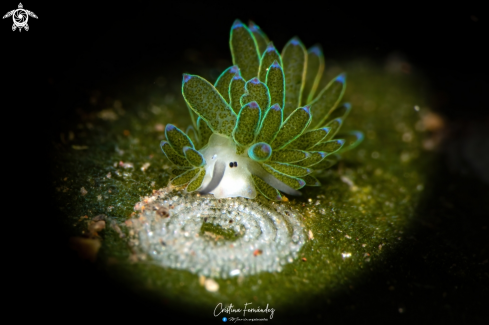 A Costasiella sp | Nudibranch