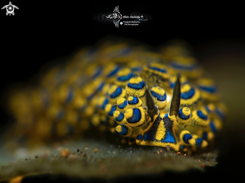 A Costasiella sp. | Costasiella Sea Slug