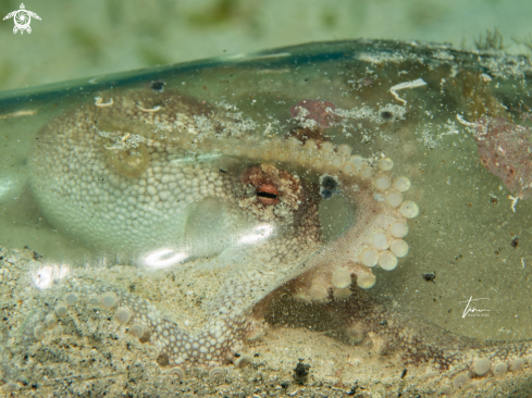 A Amphioctopus burryi | Brownstripe Octopus