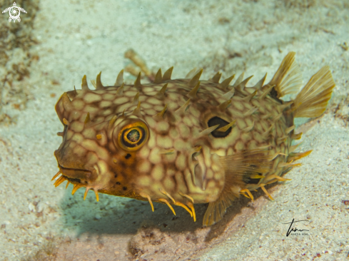 A Web Burrfish