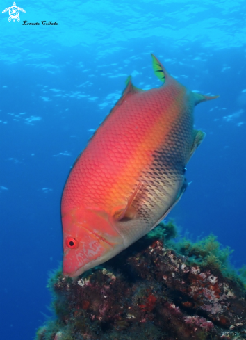 A Bodianus scrofa | Pejeperro