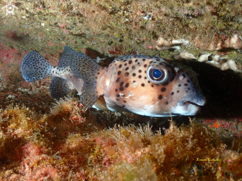 A Chilomycterus atringa | Tamboril espinoso