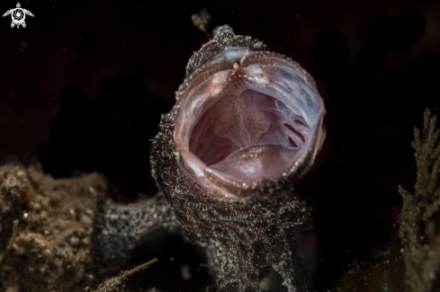 A Antennarius pictus | Painted Frogfish