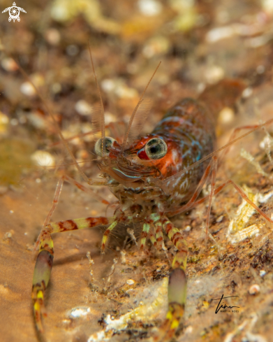 A Brachycarpus biunguiculatus | Two claw shrimp