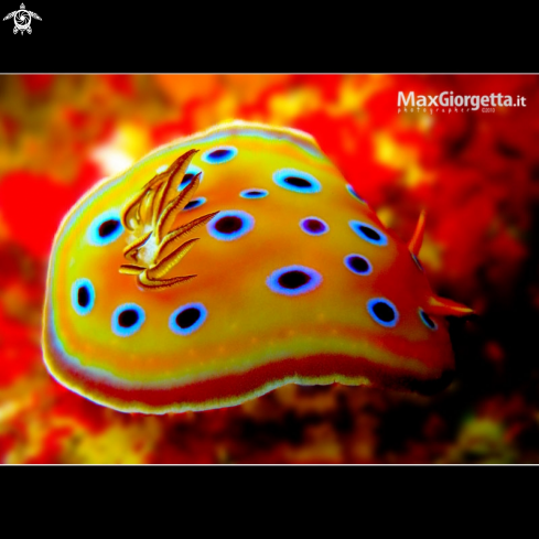 A Chromodoris geminus | nudibranco