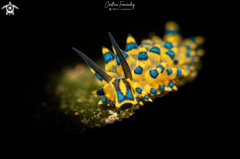 A Costasiella sp | Nudibranch