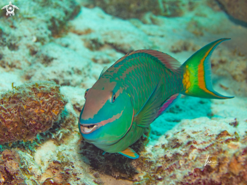 A Stoplight Parrotfish