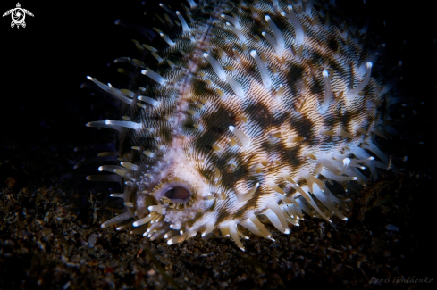 A COWRY