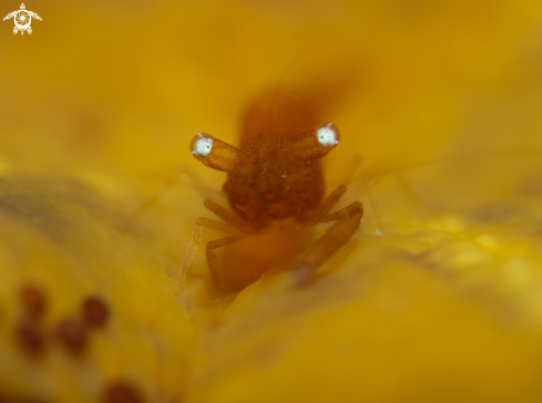 A Zenopontonia soror (Nobili, 1904) | Seastar Shrimp