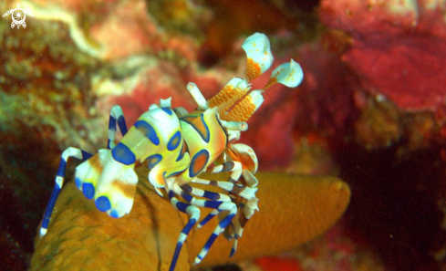 A Harlequin shrimp