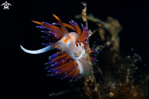 A Cratena peregrina nudibranch | Cratena nudibranch