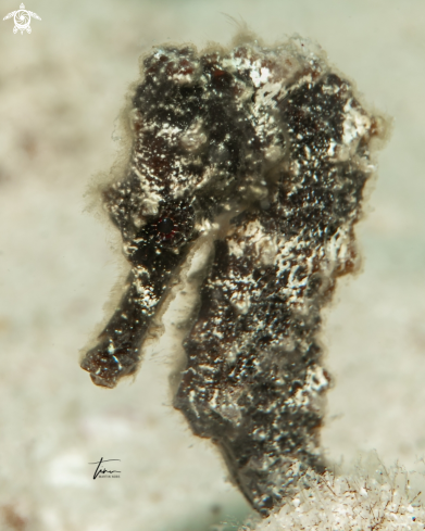 A Hippocampus reidi | Seahorse