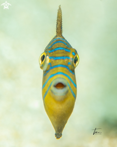 juvenile queen triggerfish