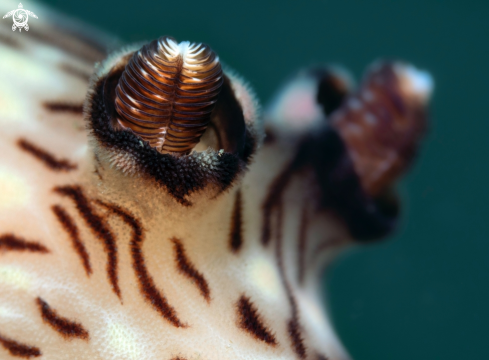 A Jorunna rubescens (Bergh, 1876) | Nudibranch