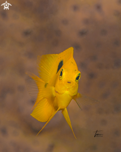 A Stegastes planifrons | Threespot Damselfish