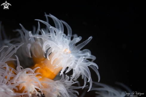 A White cup coral