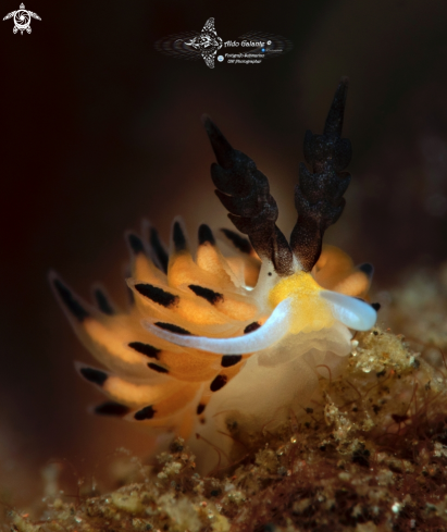 Sea Slug