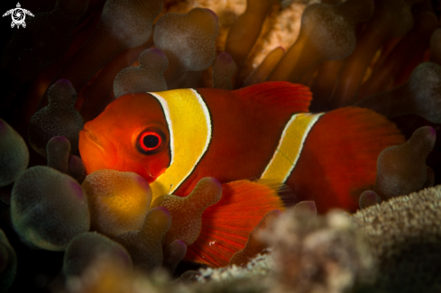 A Clown fish