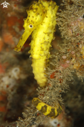 A Sea horse