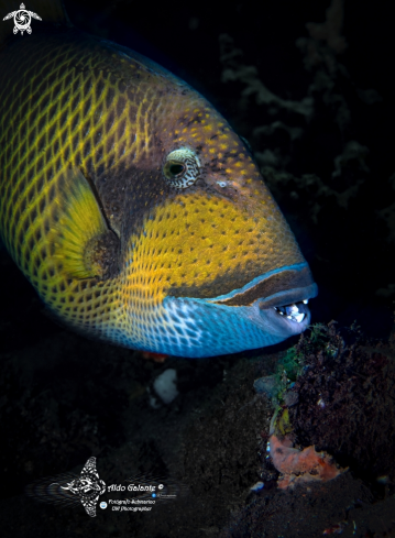 A Titan Triggerfish.