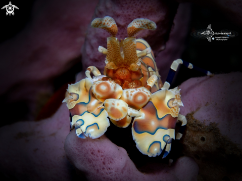 A Harlequin Shrimp