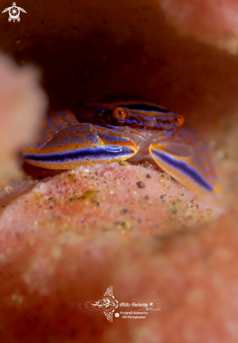 A Barrel Sponge Porcelain Crab (20 mm)