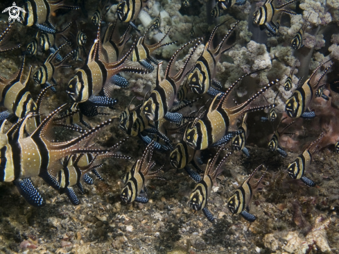 A underwater creature