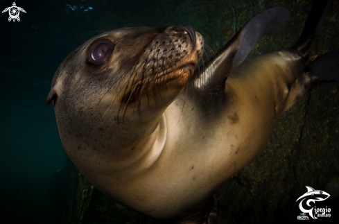 A Zalophus californianus