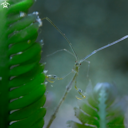 A Quadrisegmentum sp. | SHRIMP