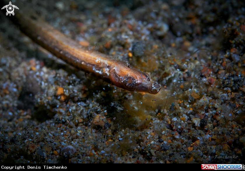 A PIPEFISH