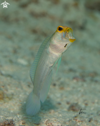 A Yellowhead Jawfish