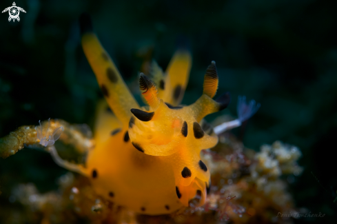 A Thecacera sp. | NUDIBRANCH