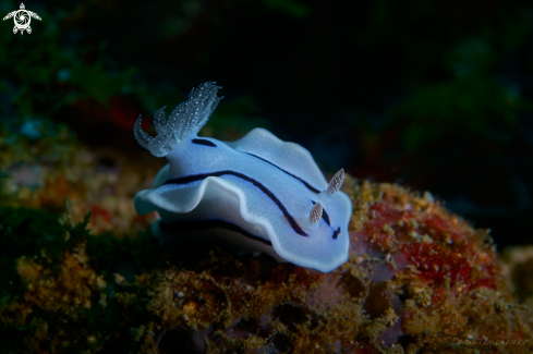 A NUDIBRANCH