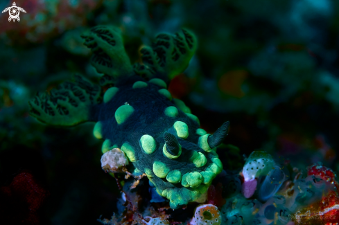 A Nembrotha cristata | NUDIBRANCH