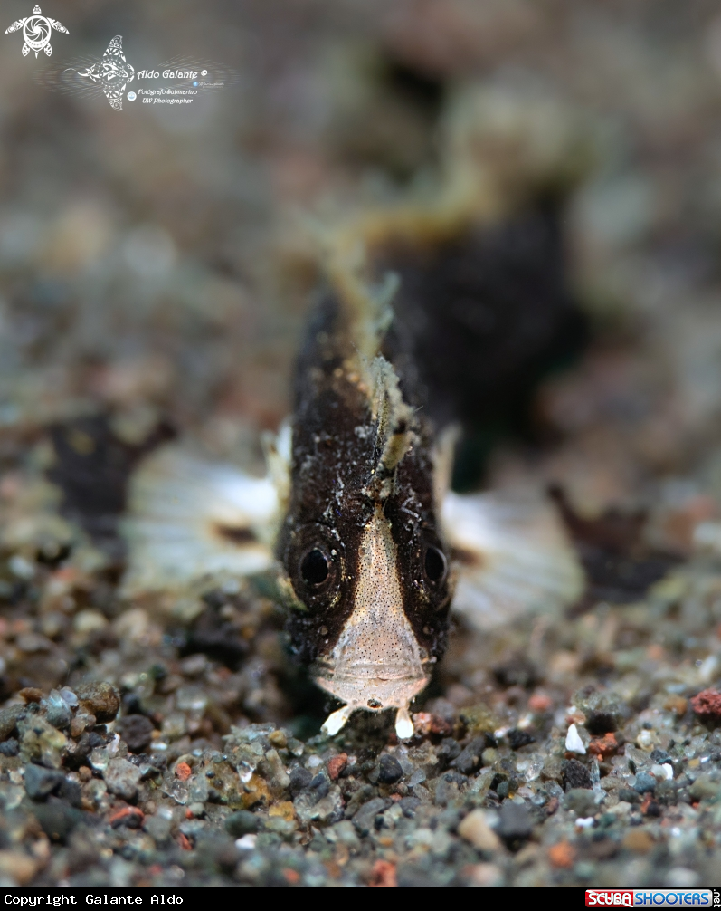 A Dwarf Velvet Fish (25 mm Approx.)