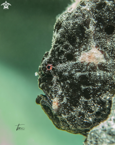 A Frogfish