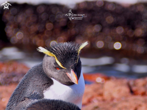 A Southern Rockhopper Penguin