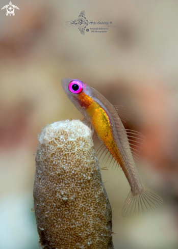 Pink Eye Goby