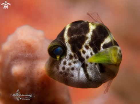 A Paraluteres prionurus (Bleeker, 1851) | Mimic Filefish