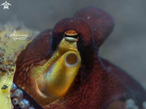 A Octopus