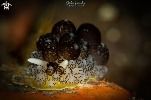 A Ceratophyllidia sp  | Nudibranch