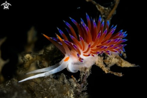 A Cratena peregrina nudibranch | Cratena nudibranch 