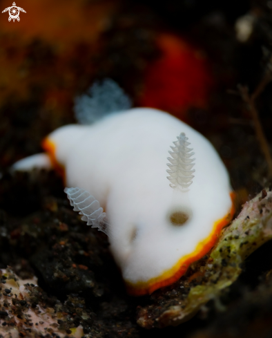 A Goniobranchus albonares (Rudman, 1990) | Goniobranchus Nudibranch