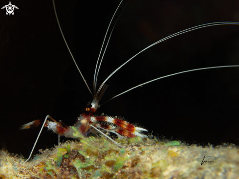 A Stenopus hispidus | Banded Coralshrimp