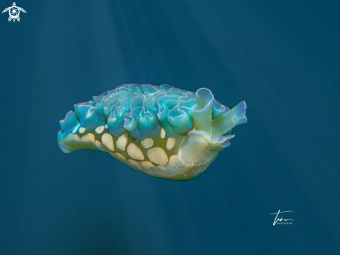 A Elysia crispata | Lettuce Seaslug