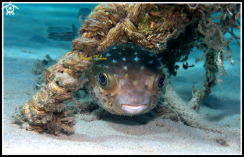 A Spinny balloon fish