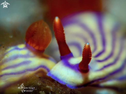 A Hypselodoris Nudibranch