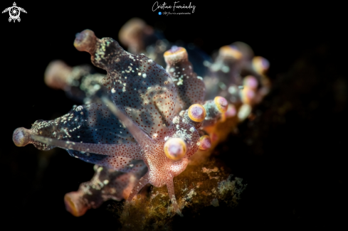 A Eubranchus sp. | Nudibranch