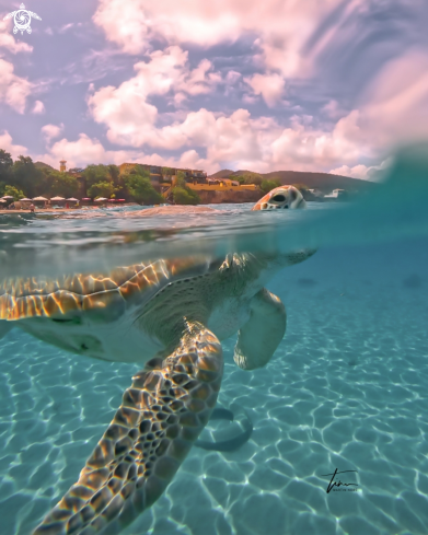 Green Seaturtle